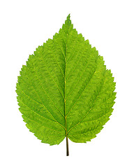 Image showing green leaf of birch tree