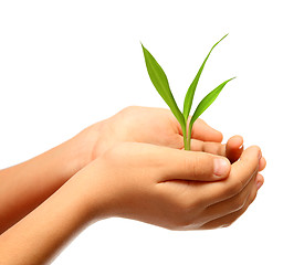 Image showing green plant in children hands