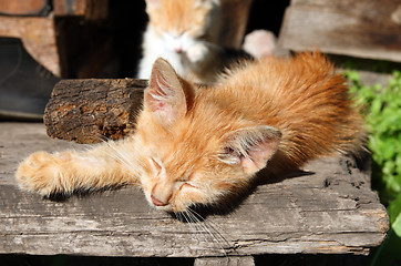 Image showing small cat sleeping