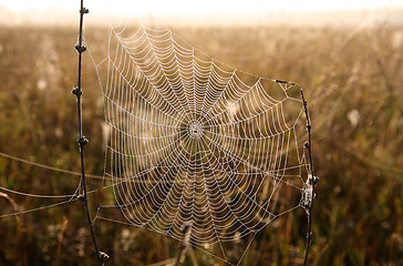 Image showing spider web with dew drops