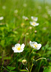 Image showing wild strawberry flowers