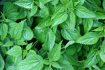 Image showing green nettle leaves