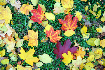 Image showing autumn leaves on grass