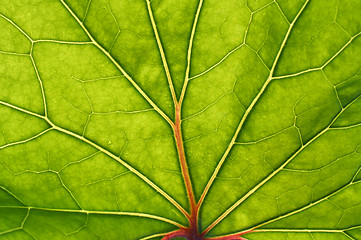 Image showing green leaf with red veins background