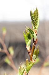 Image showing bud on spring tree