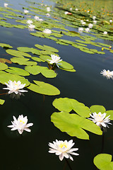 Image showing summer lake with water-lily flowers