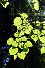Image showing lime-tree leaves in sunlight