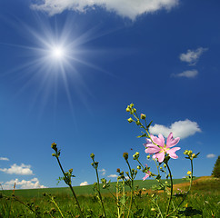 Image showing mallow wildflower on meadow background