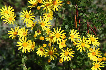Image showing yellow doronicum flowers