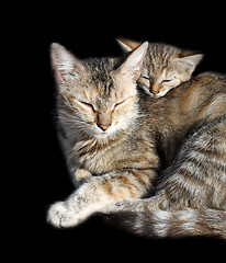 Image showing sleeping cats