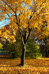 Image showing autumn yellow tree