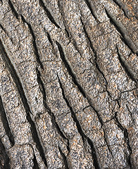 Image showing Tree bark texture - detail - background