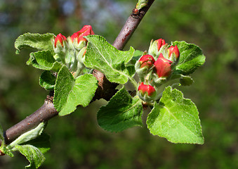 Image showing red buds on apple-tree