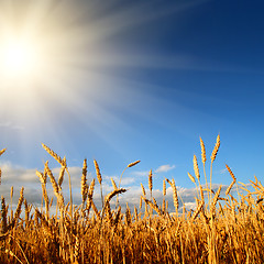 Image showing stems of wheat in sun light