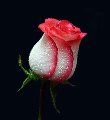 Image showing white with red border rose