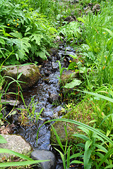 Image showing small woodland stream