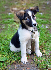 Image showing young puppy dog sitting on grass