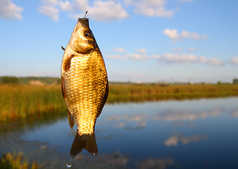 Image showing catching crucian on lake background