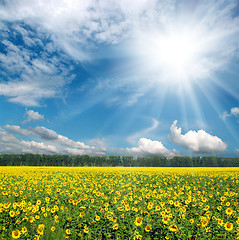 Image showing sunflowers field under sky