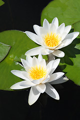 Image showing two water-lily