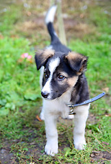 Image showing puppy dog looking stare