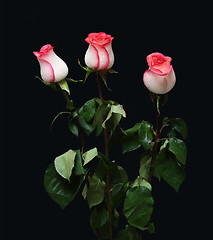 Image showing bouquet of three rose