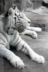 Image showing white tiger