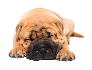 Image showing shar pei puppy dog sleeping