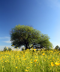 Image showing strange tree and buttercups