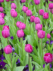 Image showing Magenta Tulips