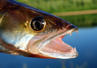 Image showing zander fish head