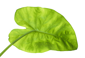 Image showing big green leaf from back