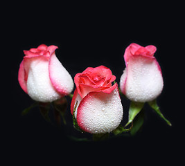 Image showing three white with red border roses