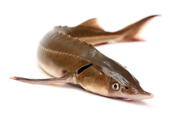 Image showing russian sturgeon