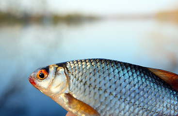 Image showing catching roach on lake background