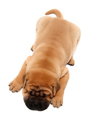 Image showing shar pei puppy dog sleeping