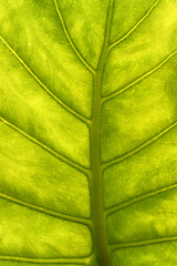 Image showing green leaf with veins macro