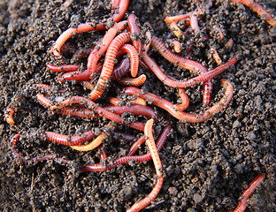 Image showing red worms in compost