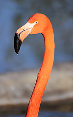 Image showing flamingo head