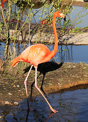 Image showing red flamingo