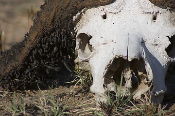 Image showing Cape buffalo