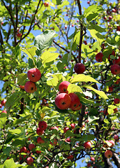 Image showing red apples on branches