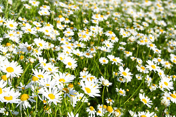 Image showing bright camomiles on summer meadow