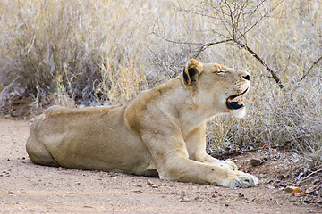 Image showing African Lion