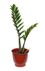 Image showing big green plant in pot