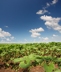 Image showing field with beginnings sunflowers