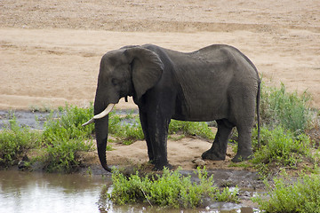 Image showing African Elephant