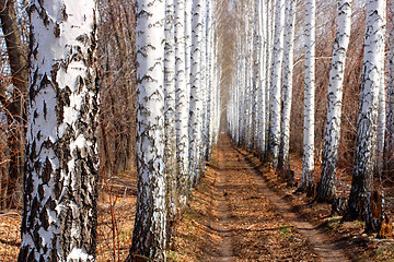 Image showing road in spring birch alley