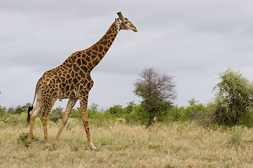 Image showing Giraffe