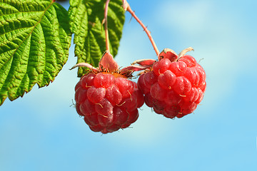 Image showing pair of raspberry